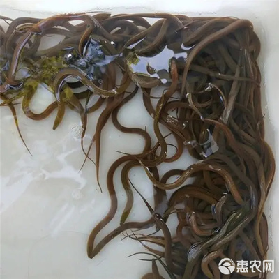 正大9號黃鱔苗 優質養殖的新選擇