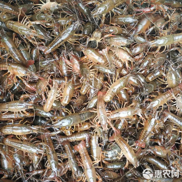 龍蝦苗基地直供 一站式服務，護航養殖成功之路