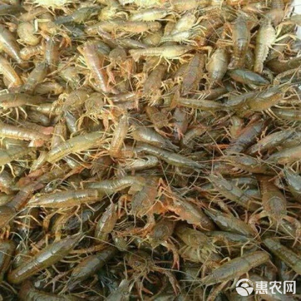 龍蝦苗直供與養殖綜合服務指南